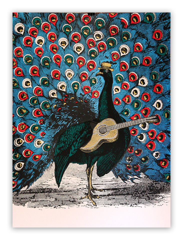 "Peacock Strummer"